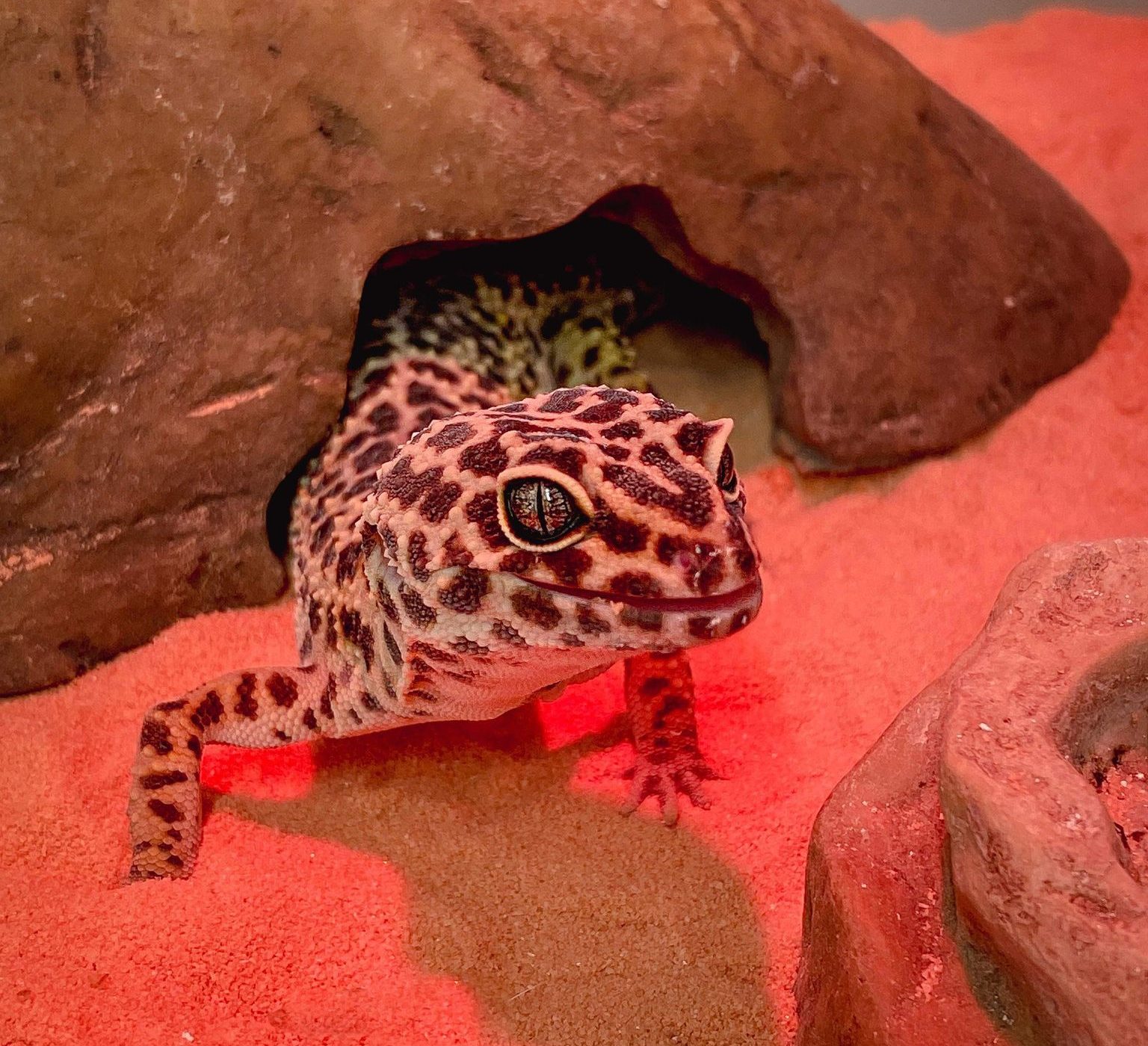 Gecko