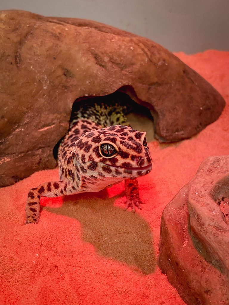 Gecko