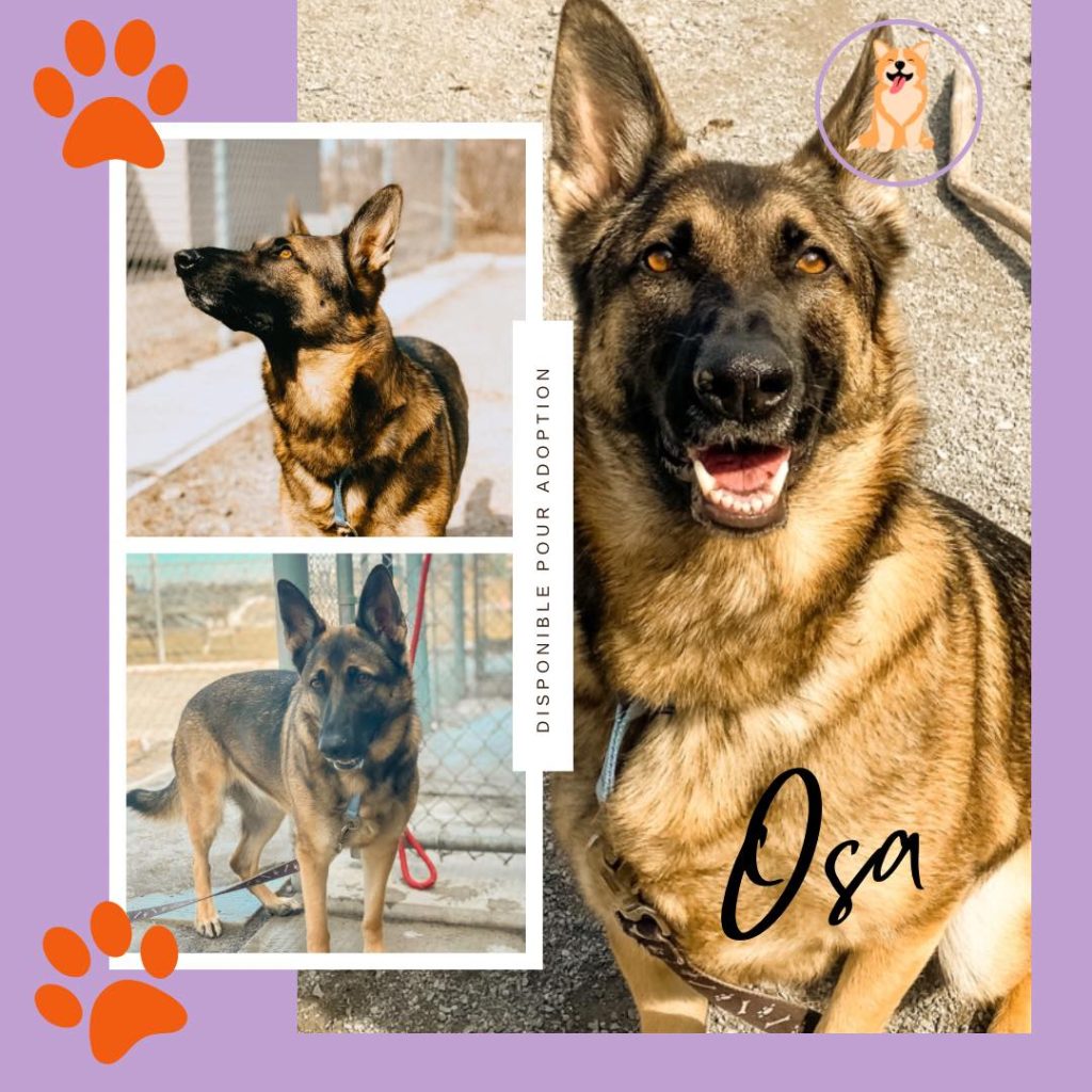 Osa