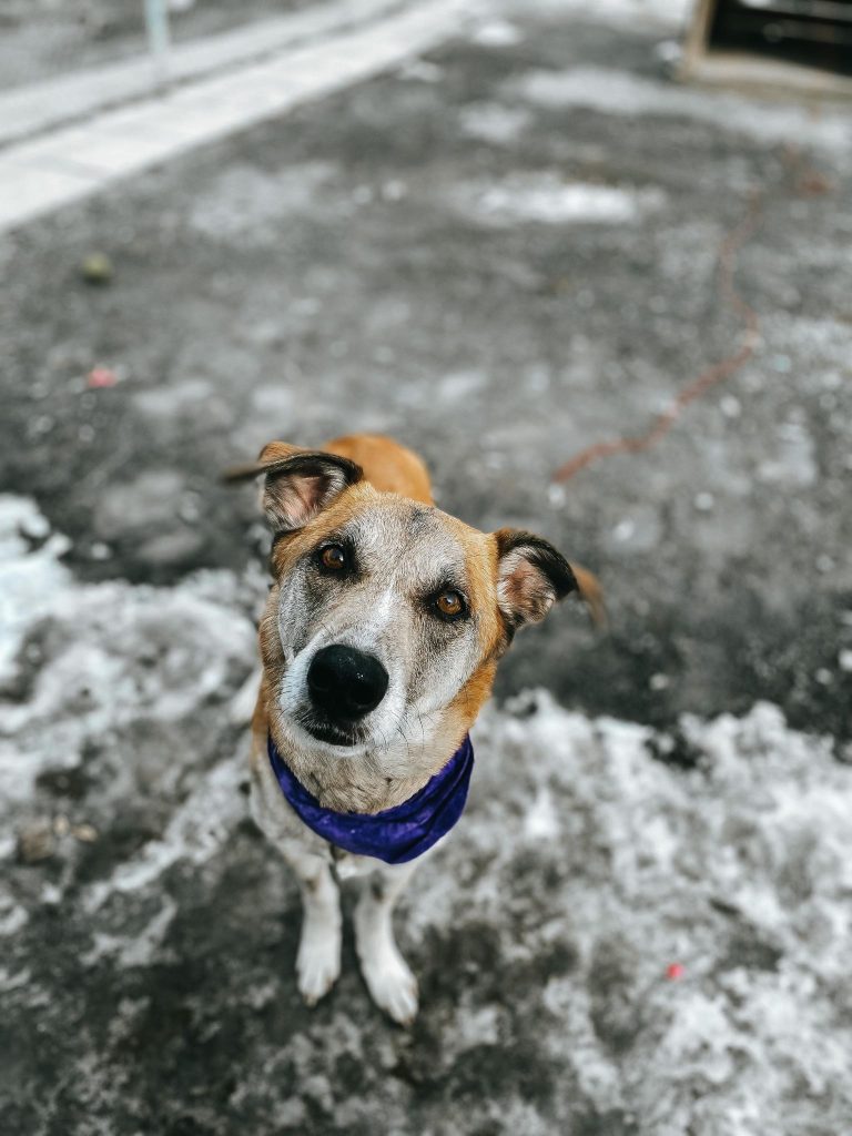 Maya