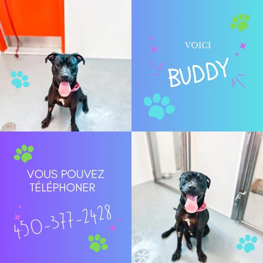 Buddy