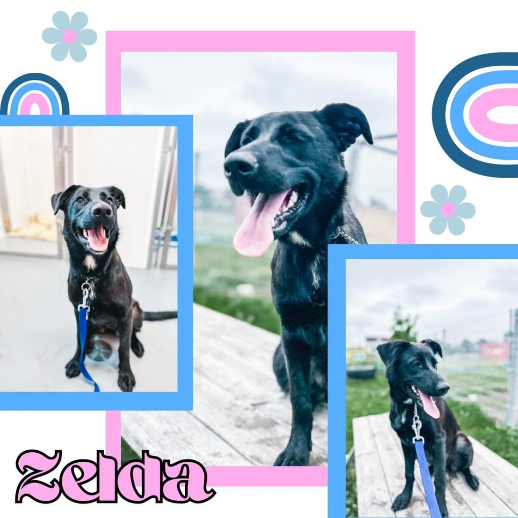 Zelda