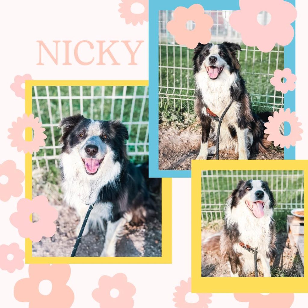 Nicky