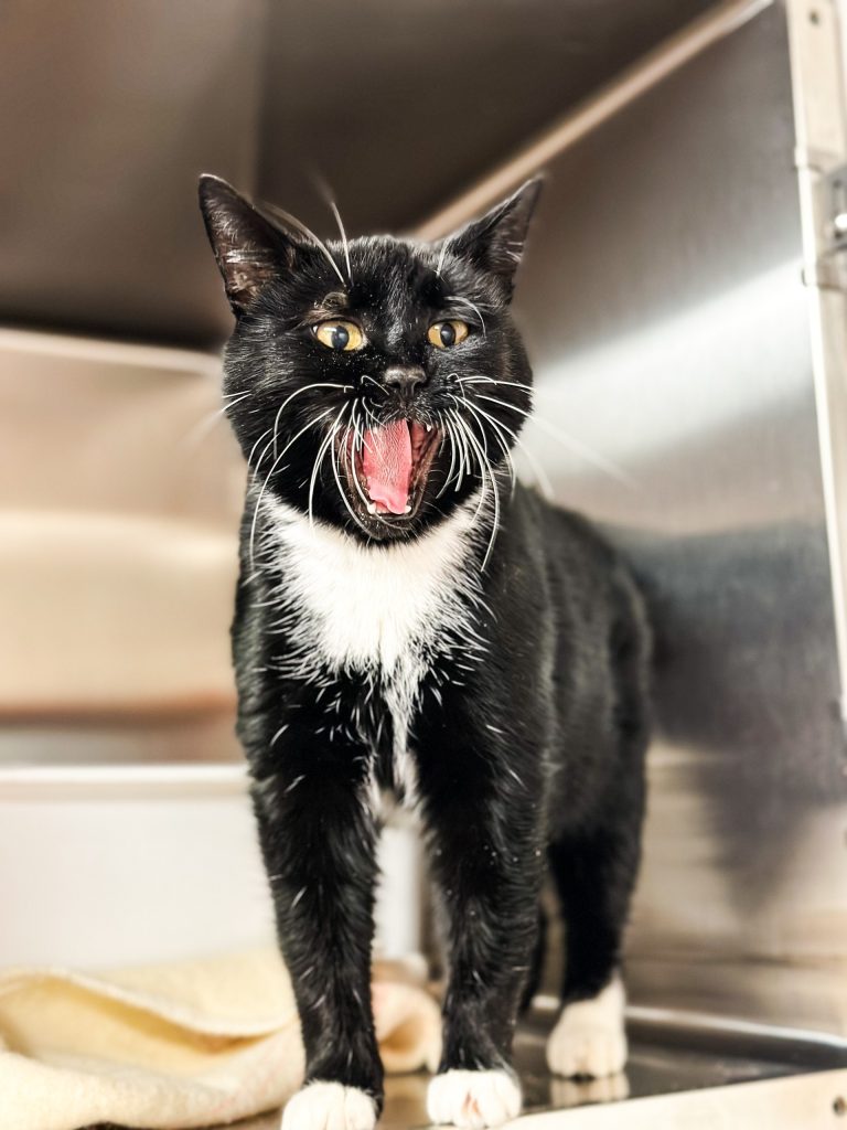 J’ai perdu mon animal