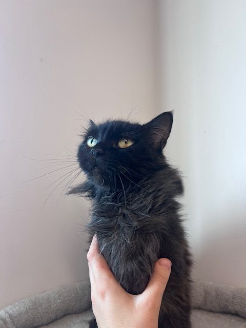 Zorro