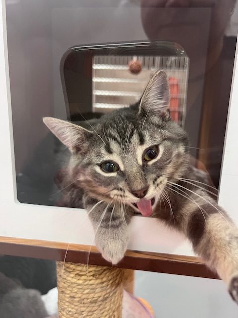 Titi