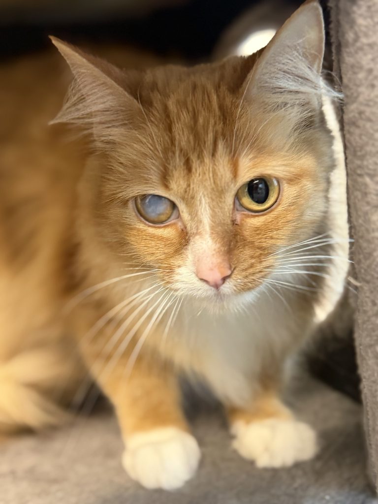 Clementine