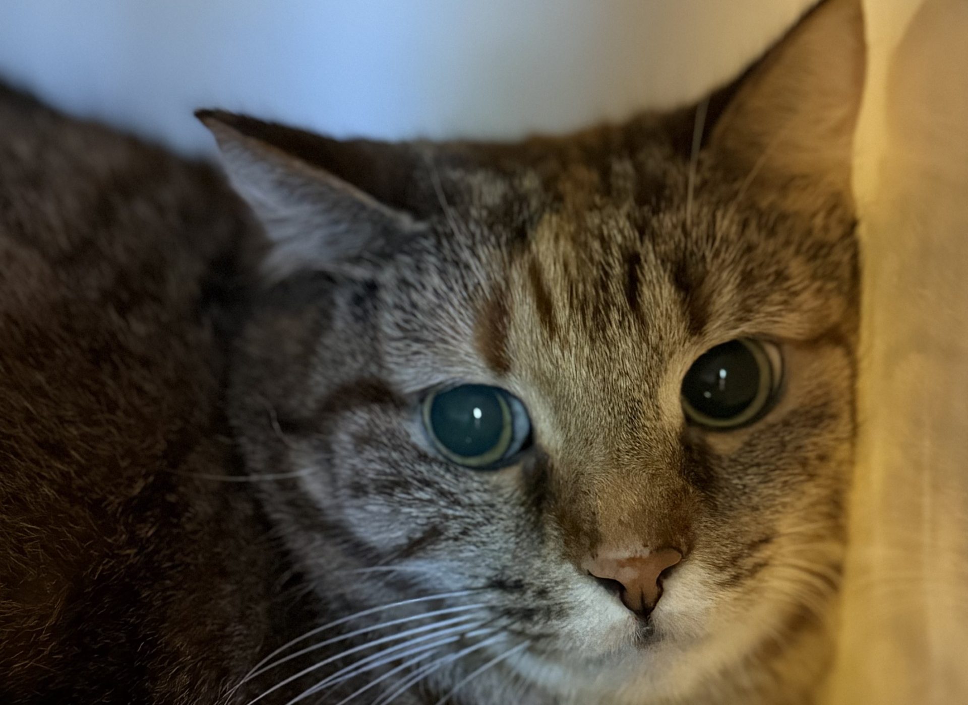 Plumette