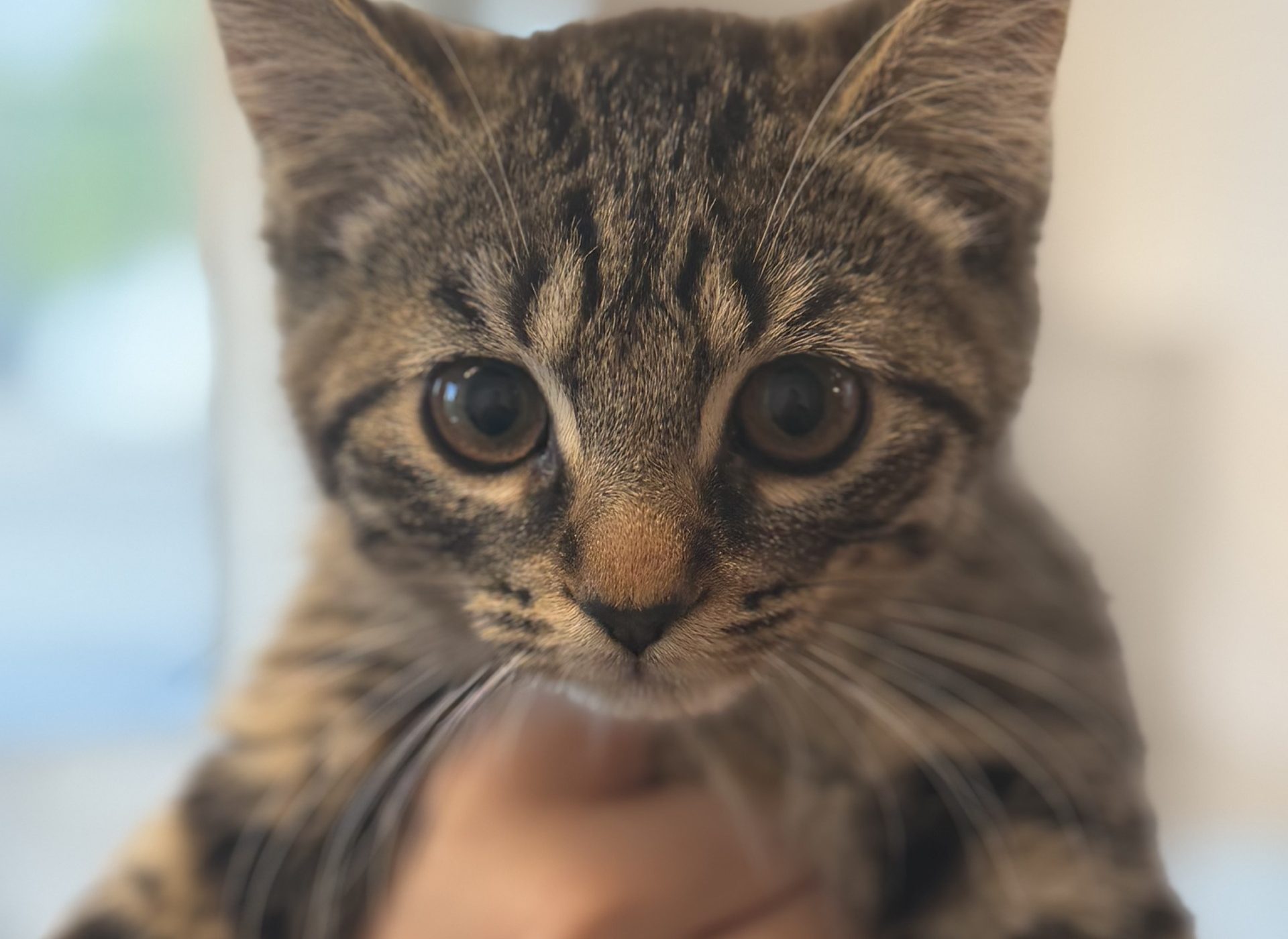 Léonie