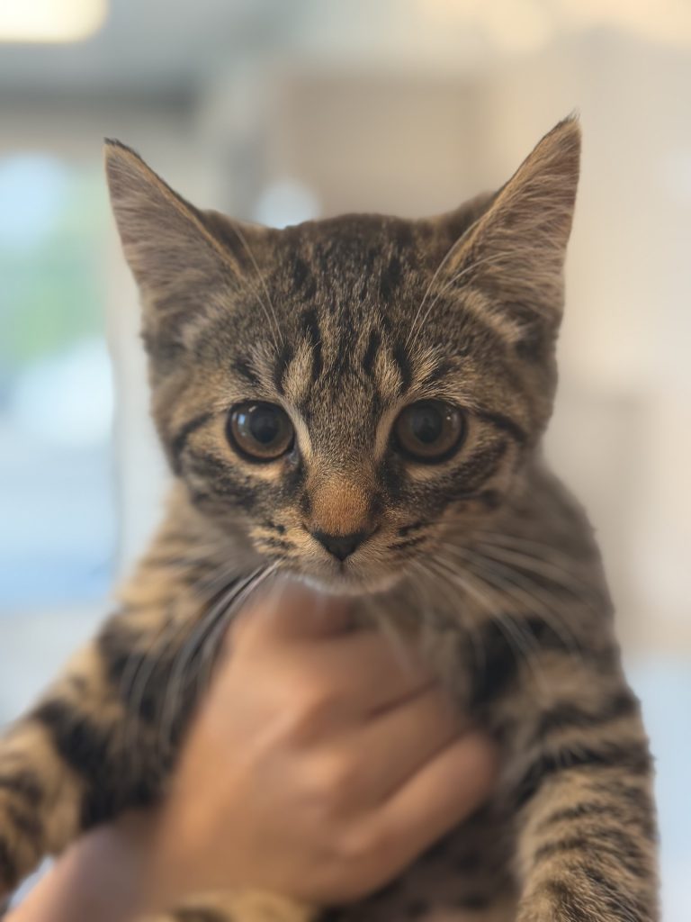 Léonie