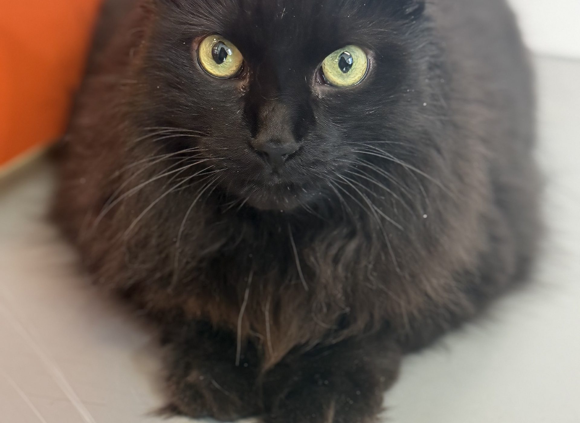 Kuro