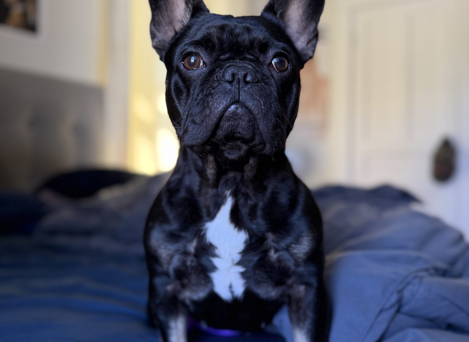 Peppa